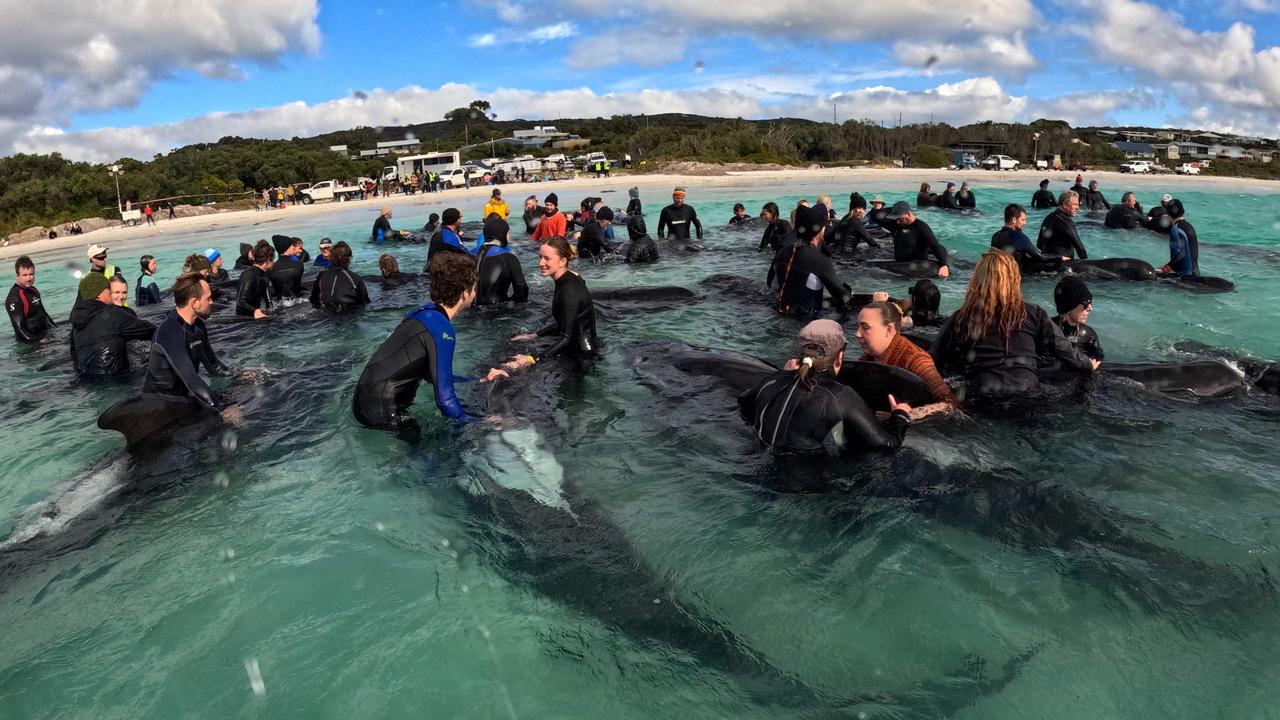 Volunteers attempted to keep the remaining 45 whales alive after they became re-stranded on Cheynes Beach in WA. Picture: Western Australia Department of Biodiversity, Conservation and Attraction/ AFP/ Handout