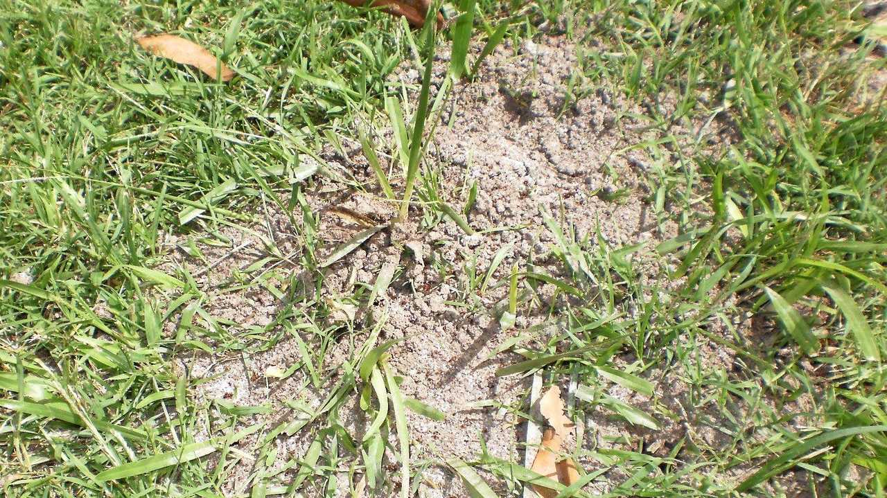 Secrecy over fire ants discovered on Coast sparks concern | The Courier ...