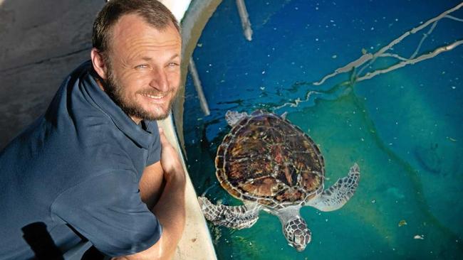 Dr Duan March of Dolphin Marine Conservation Park with rehabilitated green sea turtles. Picture: TREVOR VEALE