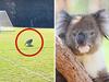 Game halted as koala, joey cross field