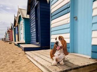 The Melbourne Basset Hound walk and race will be held on April 10. Pic: Supplied by Julie Hill