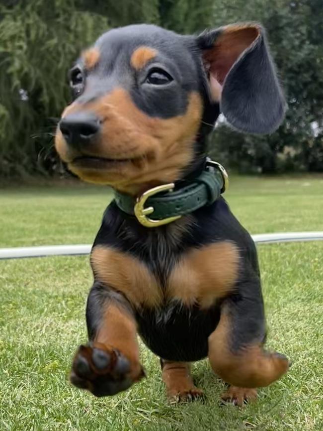 Ernie, sent in by Temika Miller.