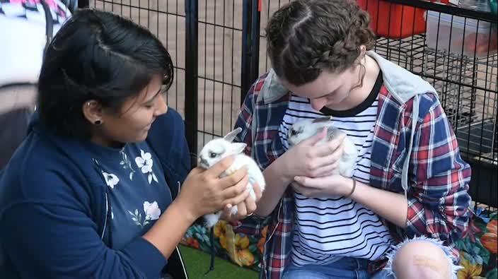 Using animals to de-stress before exams