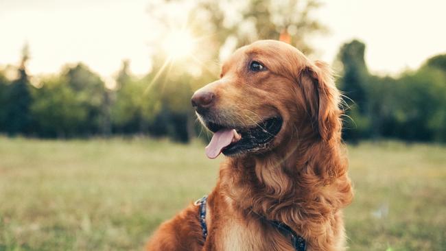 Please, now more than ever, pick up after your dog. Picture: iStock