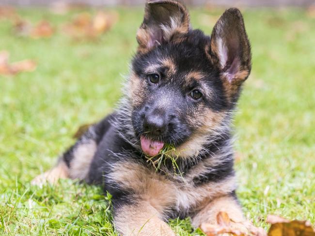 istock: Young German Shepherd puppy practicing her head tilt with grass on her tongue in the back yard.