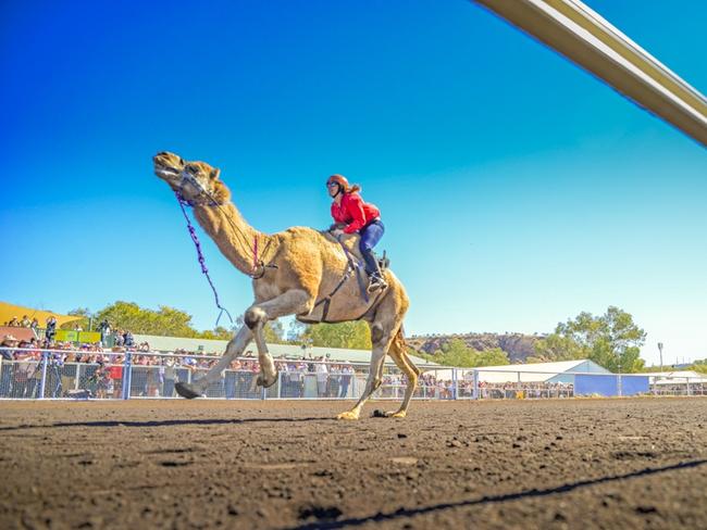 The running of the Alice Springs Camel Cup in 2018. Picture: NIKKI WESTOVER / Photosbynikki