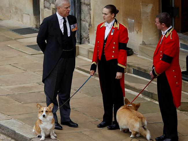 WINDSOR, ENGLAND - SEPTEMBER 19: Prince Andrew with royal corgis as they await the cortege ahead of the Committal Service for Queen Elizabeth II held at St George's Chapel on September 19, 2022 in Windsor, England. The committal service at St George's Chapel, Windsor Castle, took place following the state funeral at Westminster Abbey. A private burial in The King George VI Memorial Chapel followed. Queen Elizabeth II died at Balmoral Castle in Scotland on September 8, 2022, and is succeeded by her eldest son, King Charles III. (Photo by Peter Nicholls - WPA Pool/Getty Images)