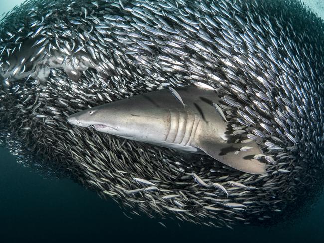 In all her time diving, the snapper said she had never seen a bait ball of the size she witnessed in July. “I am always amazed by how incredibly graceful and beautiful sharks are,” she said. PICTURE: TANYA HOUPPERMANS/CATERS