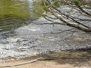 Dead fish line the banks of the pond at the Bundaberg Botanic Gardens. Picture: Geordi Offord