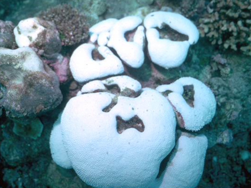 Scott Reef off the coast of WA is suffering from coral bleaching. Picture: AIMS/The Australian Institute of Marine Sciences