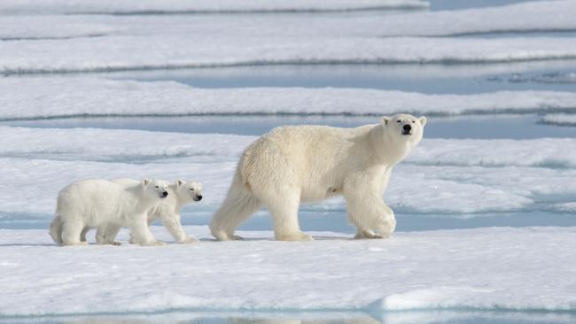 Bring a pair of high-powered binoculars. Polar bears are often seen at a distance.