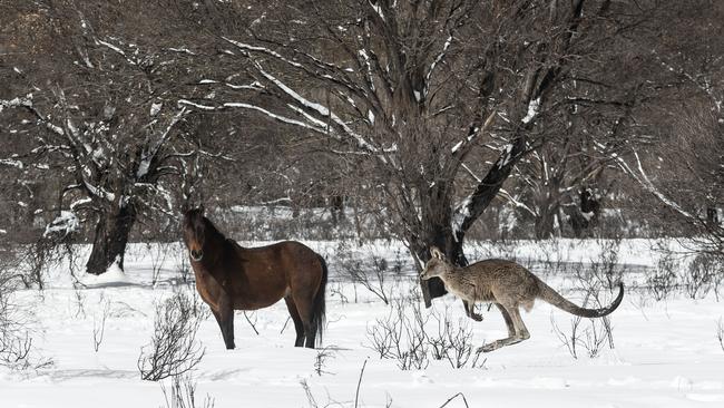 A brumby and an eastern grey kangaroo are seen in the Yarrangobilly area of the Kosciuszko National Park. Picture: Brook Mitchell/Getty Images