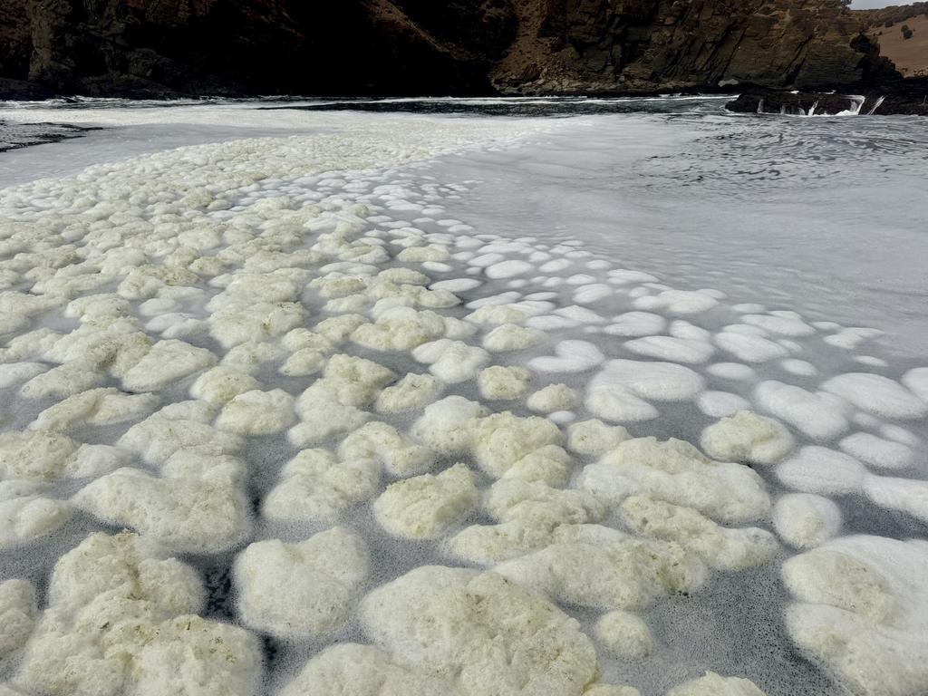 Algal bloom along Kangaroo Island’s north coast. Picture: RAD KI