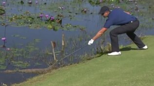 Golf invader! Stenson v Rio alligator