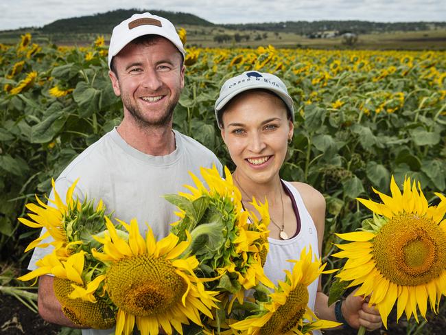 David McCarthy and Holly Gilbar at Lilyvale Flower Farm picking sunflowers, Sunday, February 2, 2025. Picture: Kevin Farmer