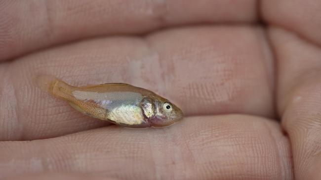 In the wild young native fish are being bowled over by cold water and high summer flows. Picture: Zoe Phillips