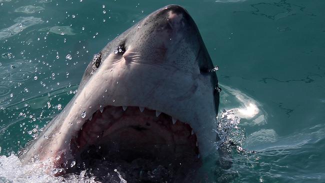 The CSIRO is using a remarkable range of methods to try and count the sharks. Picture: Marine Dynamics