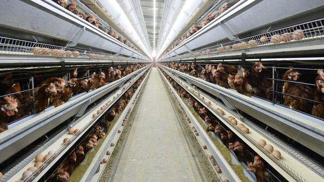 Caged egg sales dropping: Australian Egg Corporation annual report ...