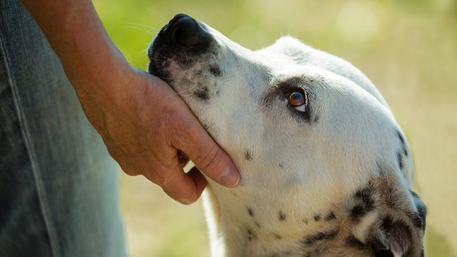 Some dogs love attention, others are a bit more reserved. Picture: iStock