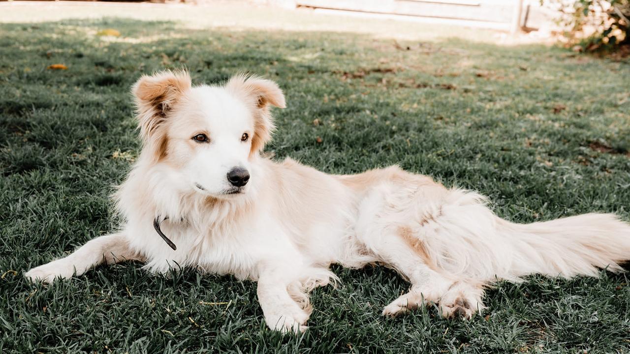 REVEALED: Lockyer Valley’s cutest dog of 2024