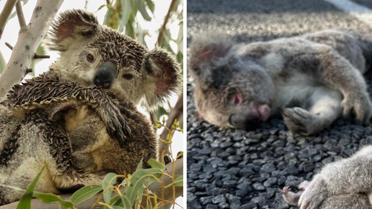 Story art - Dead koalas on Peak Downs Highway. Paul Brescia