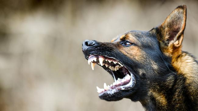 Aggressive dog shows dangerous teeth. German sheperd attack head detail.