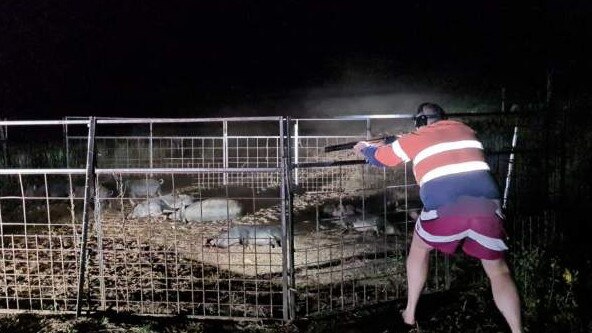 Sam Floss of Cane Pig Queensland working to trap a number of pigs on a Bundaberg property.