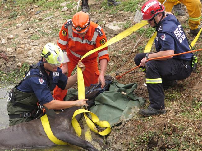 The rescue slings being connected to Matilda.