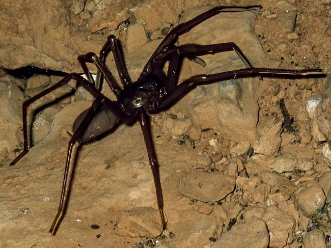 The largest, rarest, and most unusual Nullarbor troglobite is a blind spider, Troglodiplura, which is of considerable scientific interest because it is the only known cave-adapted example of its family in Australia and one of only a few such cave-adapted mygalomorphs worldwide. Picture: Paul Devine