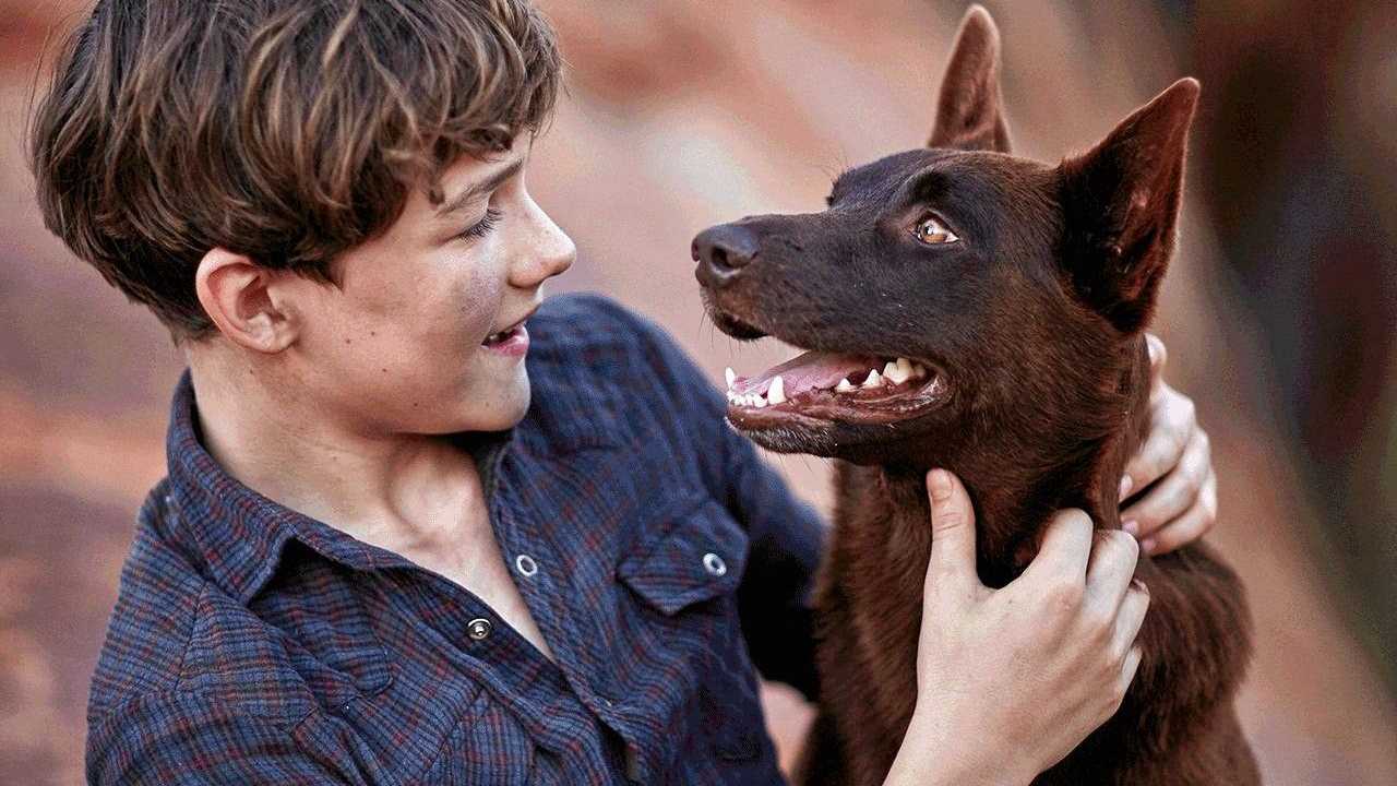 How family inspired the Red Dog prequel True Blue | The Courier Mail