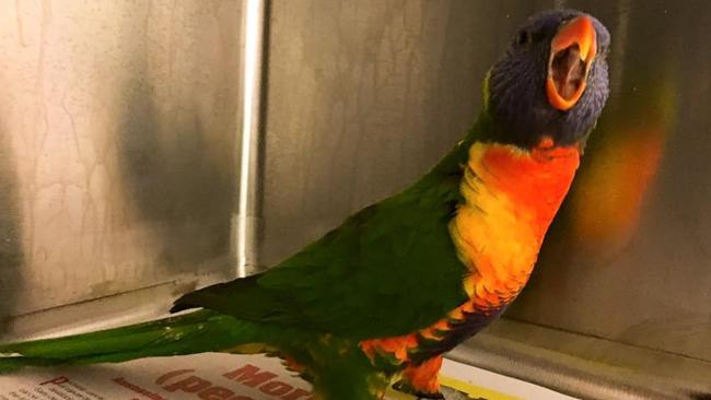 The lost lorikeet was found in Minto