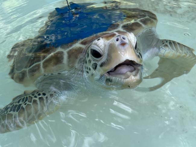 A green sea turtle fitted with a tracker. Photo: Supplied