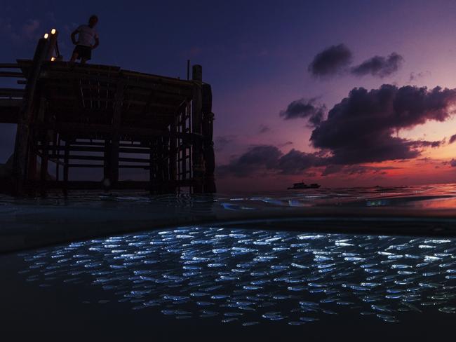 Commended category 1... Wide angle. Silversides at Twilight. After finding this location, the jetty and silversides were on my mind for a long time. And when the monsoon rains took a short break, I jumped in the water to execute this idea. The main obstacle was that the school was too evasive for a fisheye lens and the sun was falling too fast to execute the idea. I began to compromise my settings and already considered the endeavour a loss but then some trevally arrived to feed. This was perfect, the silversides forgot about me. Simultaneously a passerby arrived. He positioned himself perfectly on the jetty above. Seeing the opportunity, I told him not to move and pressed the shutter as quickly as possible. The next moment this image appeared on my screen. Moments later, with a smile on my face, I watched the last rays of light fade on the horizon. Picture: Tony Myshlyaev/Canada/UPY 2017