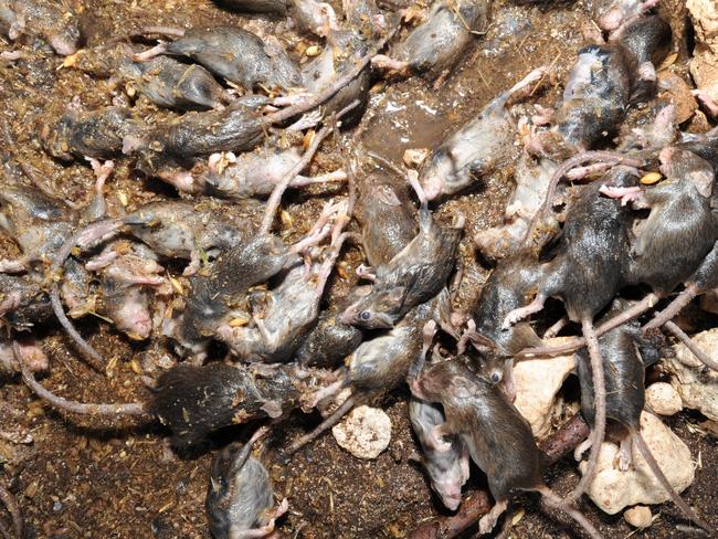 Mouse plague. Wynarka piggery farmer John Gregory and mice that are becoming so hungry they are attacking his pigs - drowned mice from overnight traps.