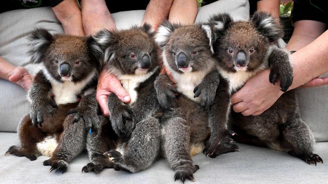 Orphaned koalas in the care of 1300Koalaz in the Adelaide Hills - Cuddles, Shelley, Layla and Cookie. Picture: Tricia Watkinson