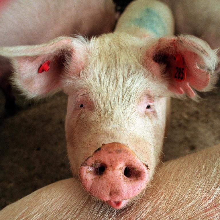 Pig organs are genetically modified to be more human-like and reduce the risk of rejection. Picture: Supplied.