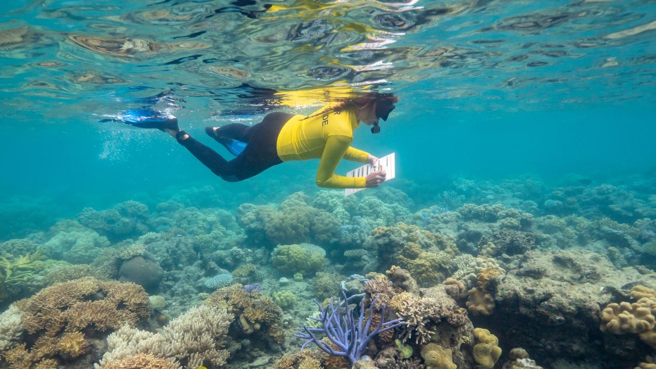Controversy Around The Coral Reef Coverage On The Great Barrier Reef Nt News