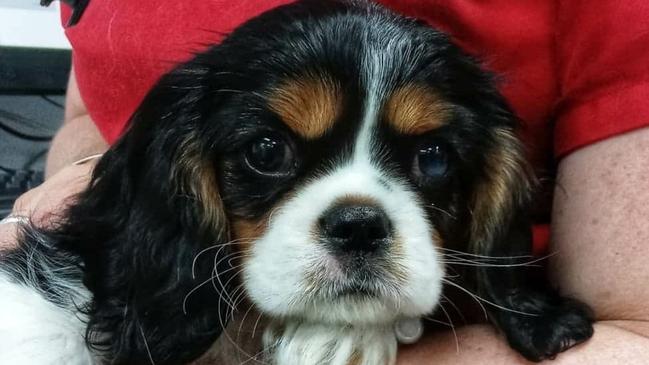 Maggie the 8-week-old Cavalier King Charles Spaniel. Picture: BVECCS