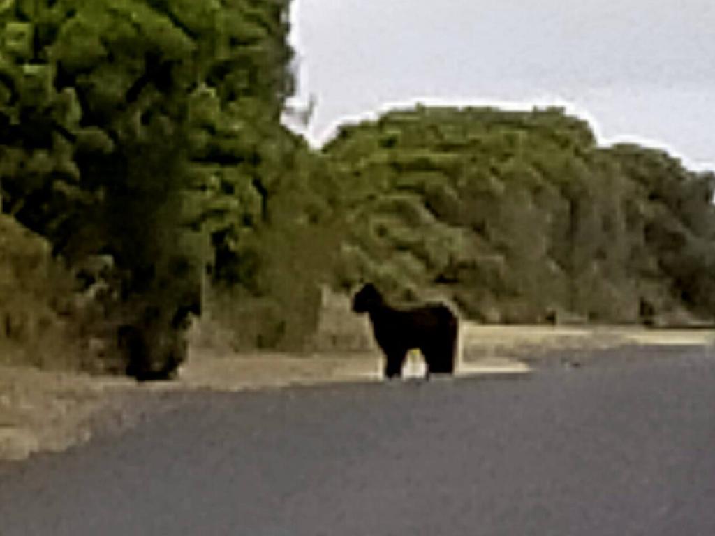 The feline’s size and tail length and shape have led others to suggest it could be a juvenile panther. Picture: Facebook