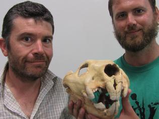 Researchers Gavin Prideaux and Sam Arman with a marsupial lion skull. Supplied: Flinders University