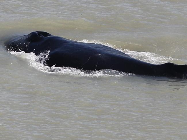 One of the humpback whales spotted in the East Alligator River. Picture: NT Government