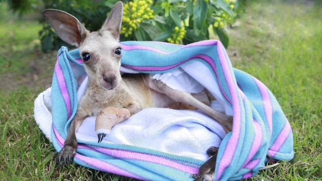 The 000 operators are sewing slings and pouches for wildlife. Photo: Megan Slade.