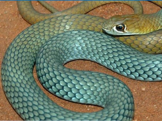 The desert whip snake, also known as Demansia Cyanochasma, has been discovered through genetics research.