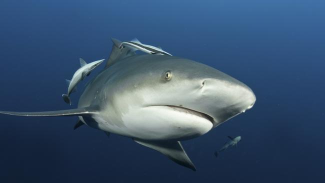 Bull sharks are among Australia’s most deadly predators.