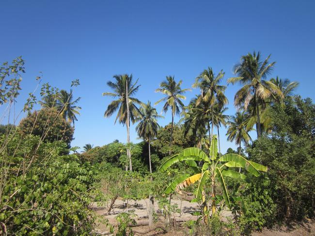 Mozambique looks tropical at a glance.