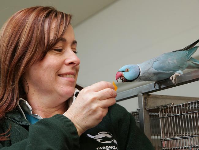 The parrot’s favourite food is paw, pictured with vet nurse Liz Arthur. Picture: Adam Ward