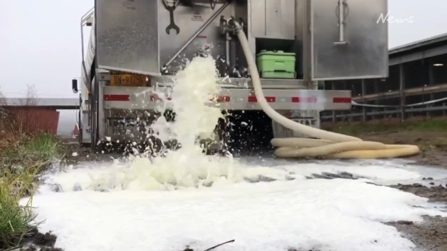 New York dairy farmers forced to dump milk