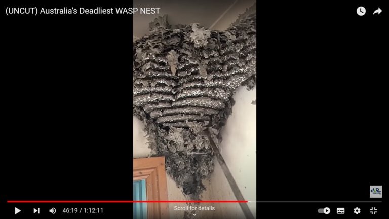 An inner comb houses thousands of white eggs, seen here. Picture: YouTue@DAPPestControl