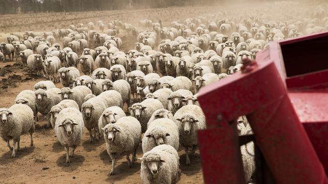 NSW farmers drew their Farm Management Deposits down from $1.75 billion in June 2018 to $1.3 billion by June this year. Picture: Dylan Robinson