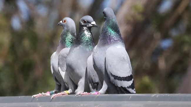 Gold Coast pigeons compete for $300,000 in the ‘Magic Millions’ of bird ...